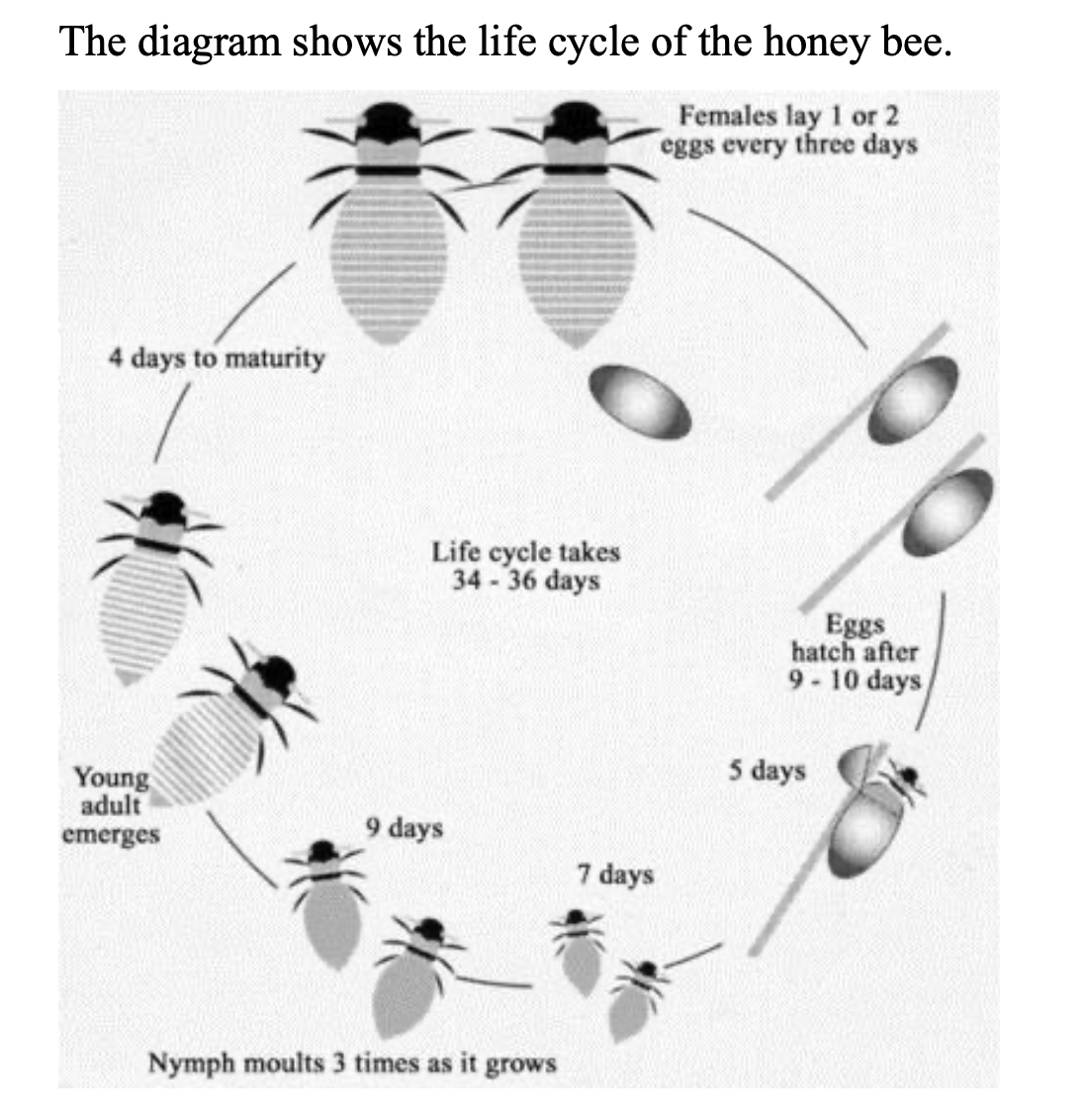 Honey Bee Life Cycle